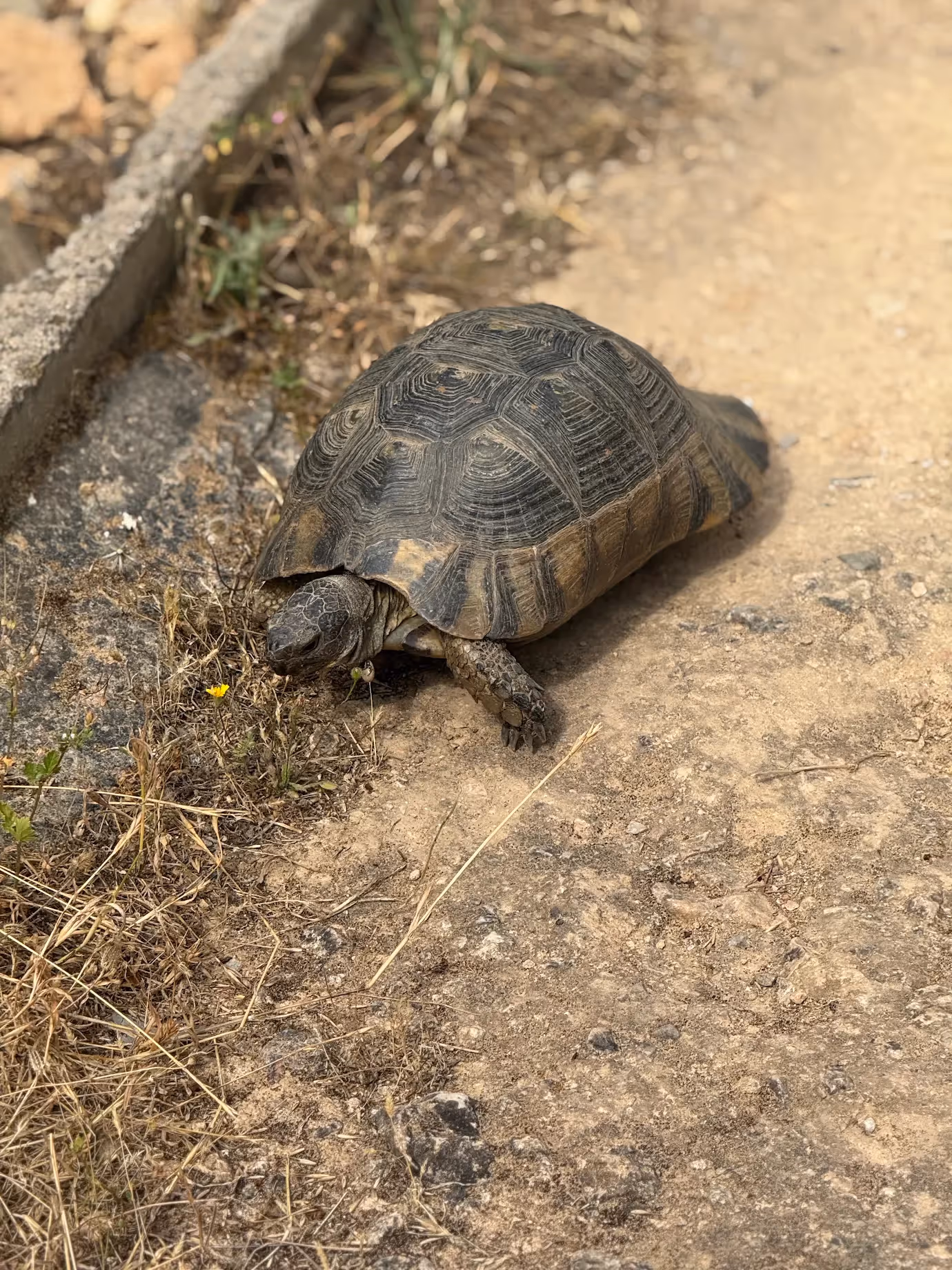 A tortoise crossing a pine-shaded trail on one of the Athens hills, a bit of wildlife you meet on the walk